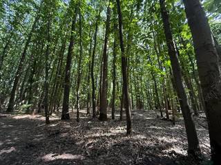 In de Voornstraat in Houthalen-Helchteren bevindt zich dit bosperceel van circa 10 are. Een eigen stukje groen in een rustige, natuurlijke omgeving, waar u even afstand kunt nemen van de dagelijkse drukte.<br /><br />Het perceel ligt in een omgeving waar bossen en groen het landschap bepalen. De wandel- en fietsmogelijkheden in de regio maken deze ligging aantrekkelijk voor natuurliefhebbers. Tegelijk blijft het centrum van Houthalen-Helchteren vlot bereikbaar, met winkels en dagelijkse voorzieningen in de nabijheid. Ook Hasselt en Genk zijn via de omliggende verbindingswegen gemakkelijk te bereiken.<br /><br />Met een oppervlakte van circa 1.000 m² is dit perceel een interessante mogelijkheid voor wie een eigen stukje bos wil bezitten of zijn vastgoedbezit wil aanvullen met natuurgrond.<br /><br />Wilt u meer weten over de ligging en de mogelijkheden van dit bosperceel? Contacteer Meyers Vastgoed voor meer informatie.