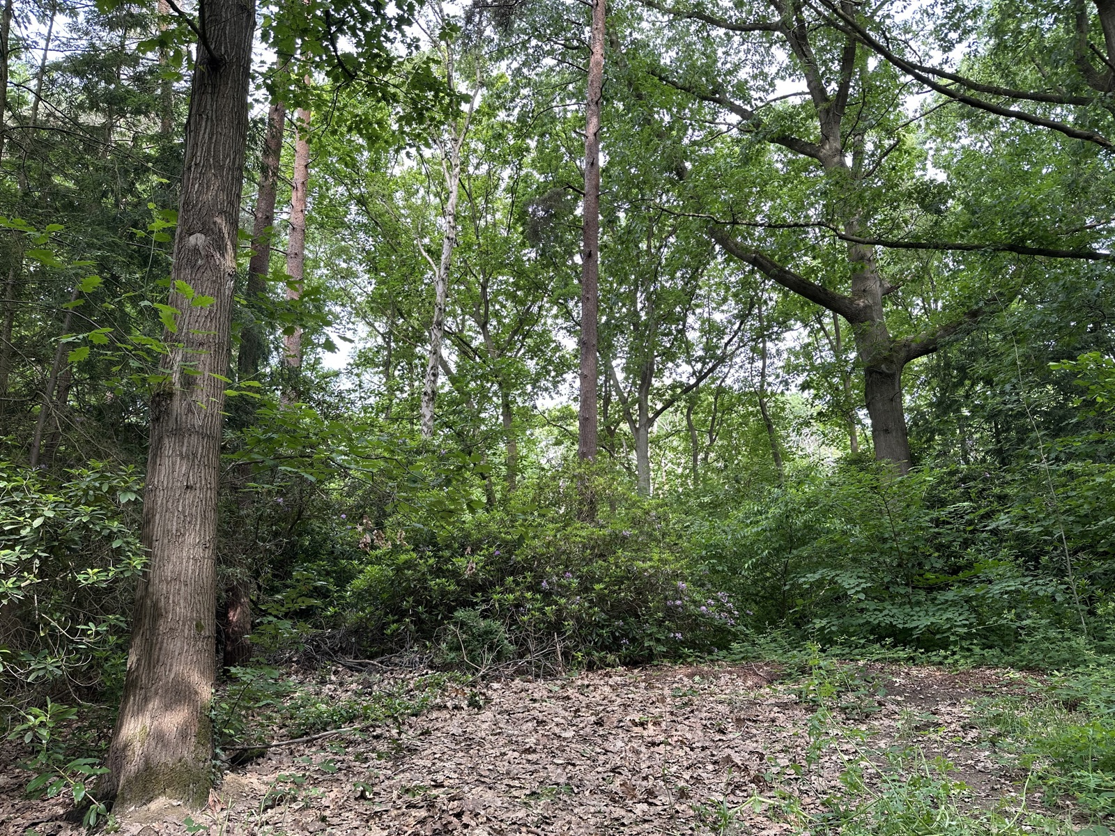 Prachtig villaperceel in Kapellenbos! - foto 2