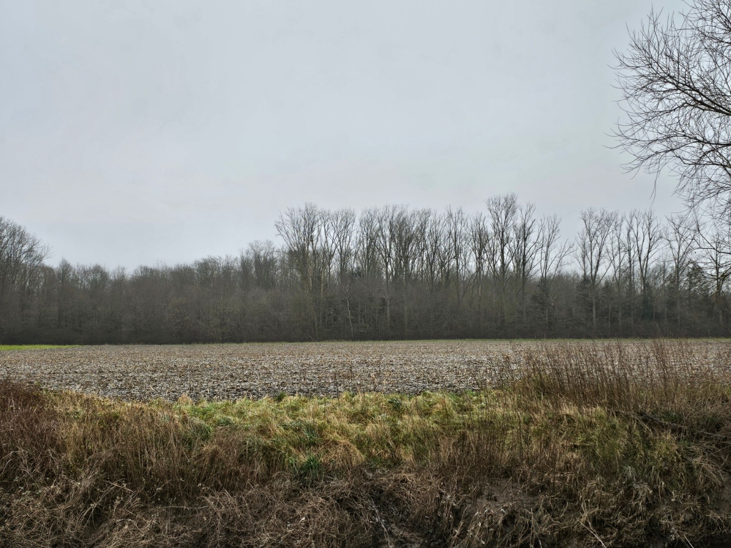 Percelen bos te Rotselaar. IN OPTIE! - foto 3