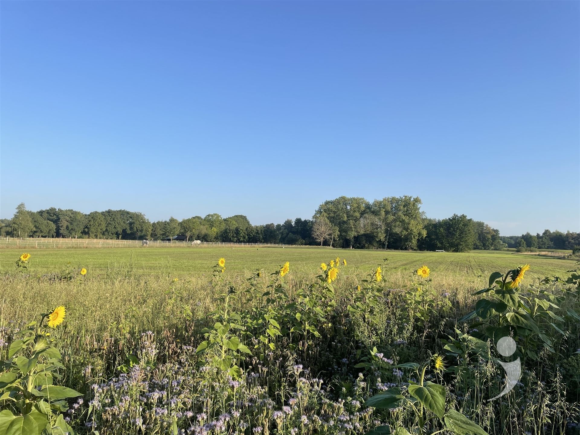 Land for sale in Testelt - photo 2