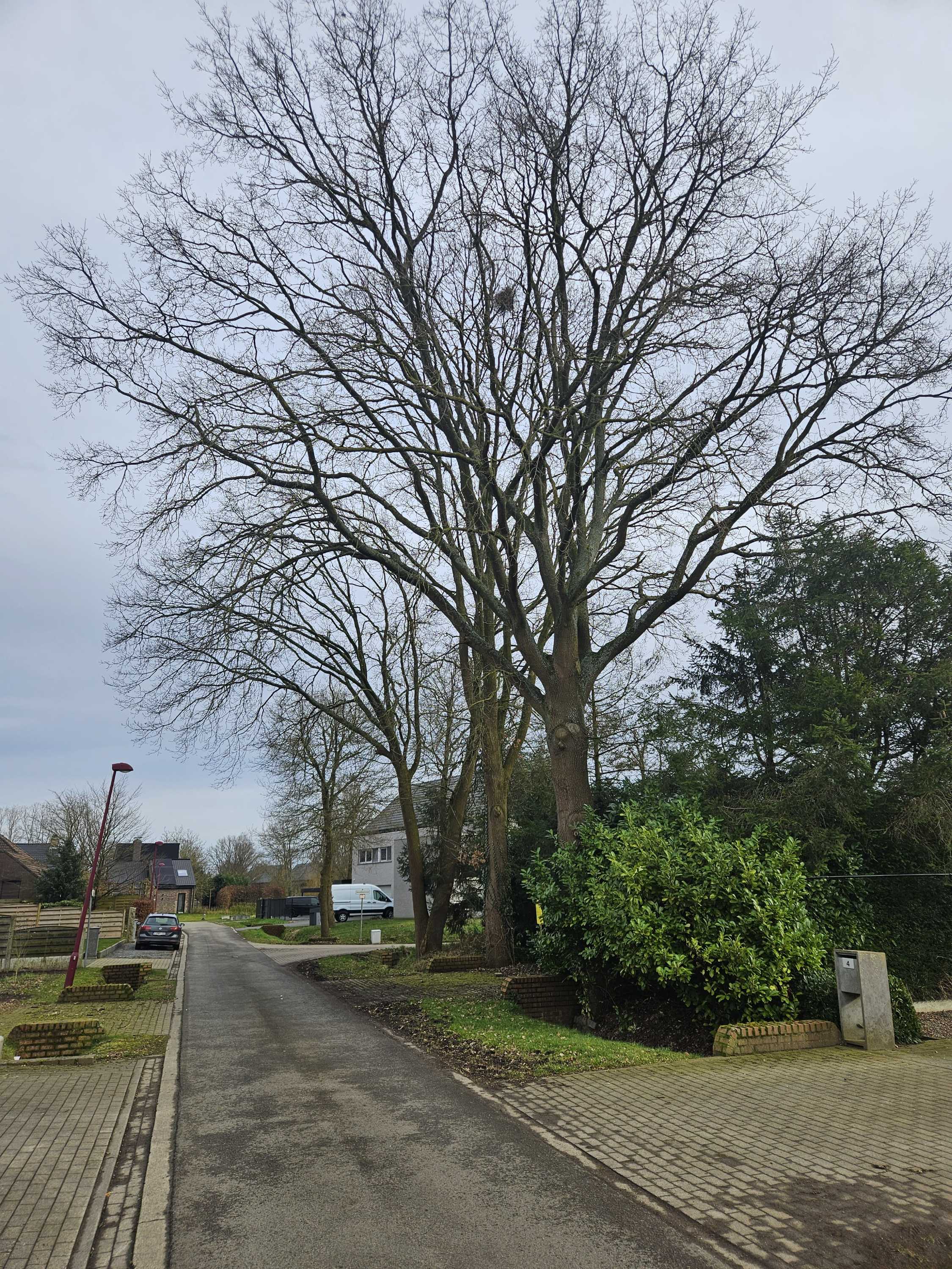 Grond te koop in Olen - foto 2