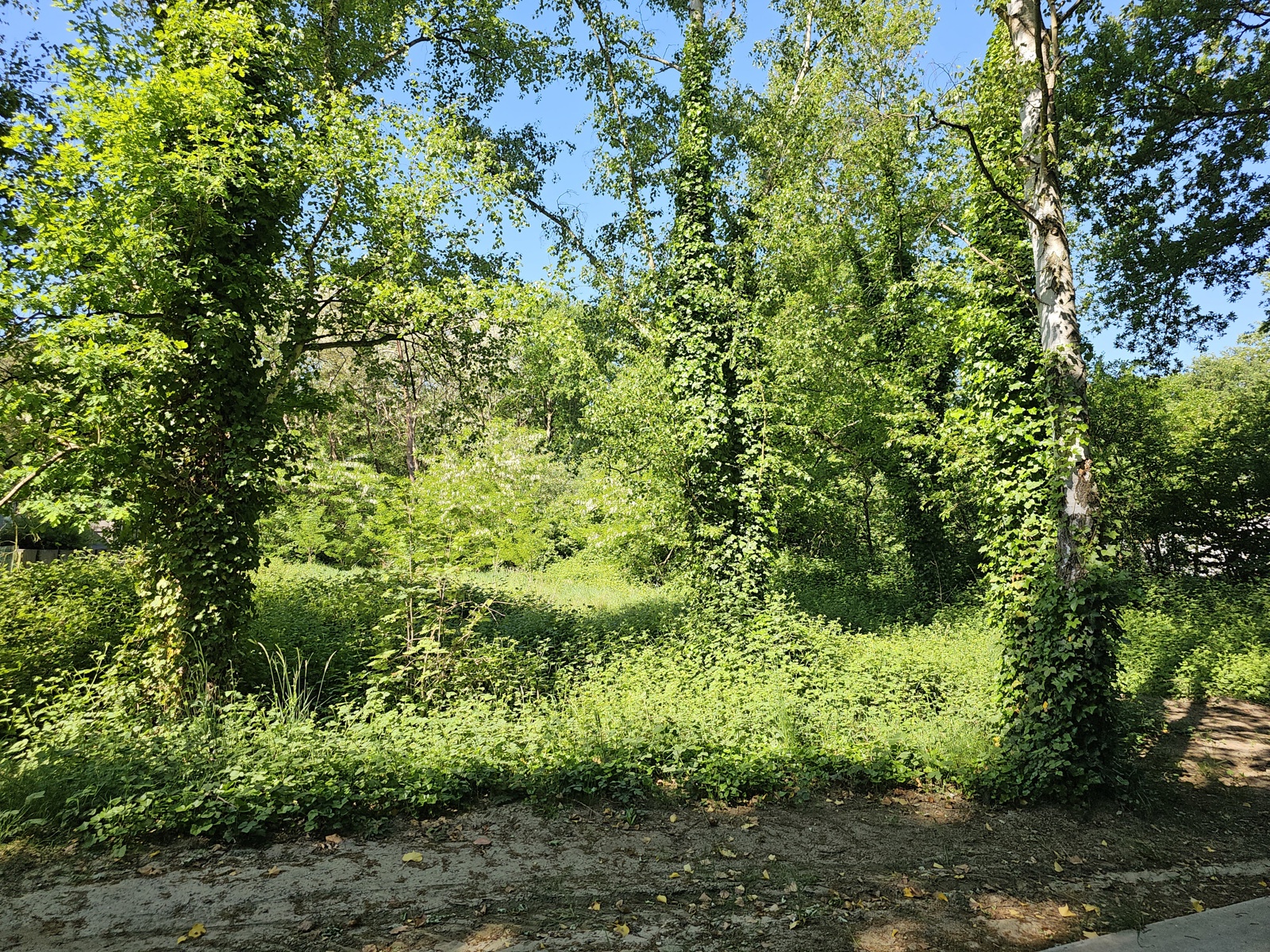 Landbouwgrond van 15a91ca - foto 2