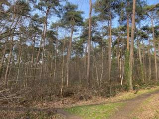 Bos van 17.900 ca ( 1,79 ha ) op de Willekensberg tussen de Kruisstraat, Streukensstraat en de autostrade.Vlot bereikbaar met de fiets of via de...