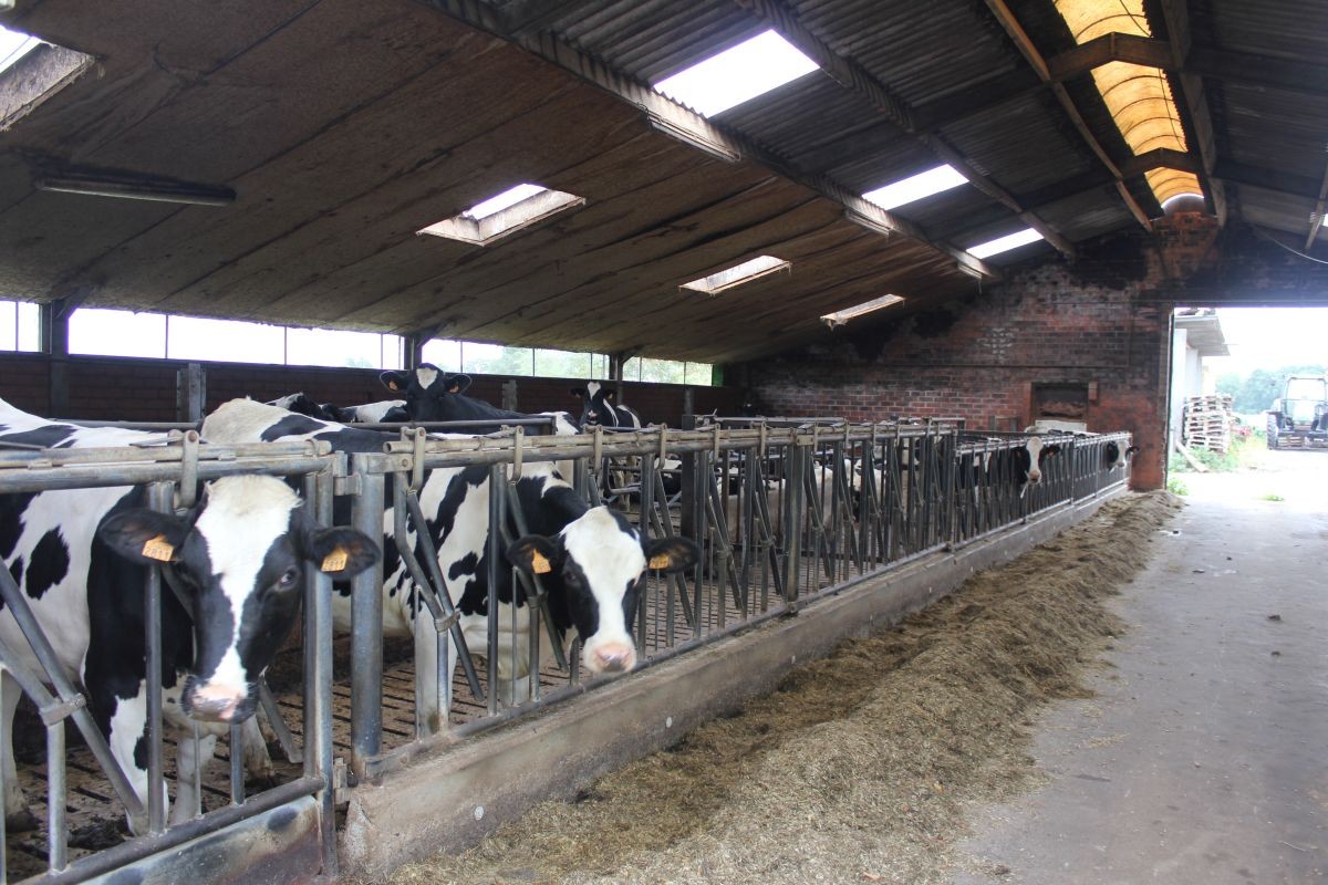 Melkveebedrijf met 38,70 ha grond te koop te Bocholt - photo 4