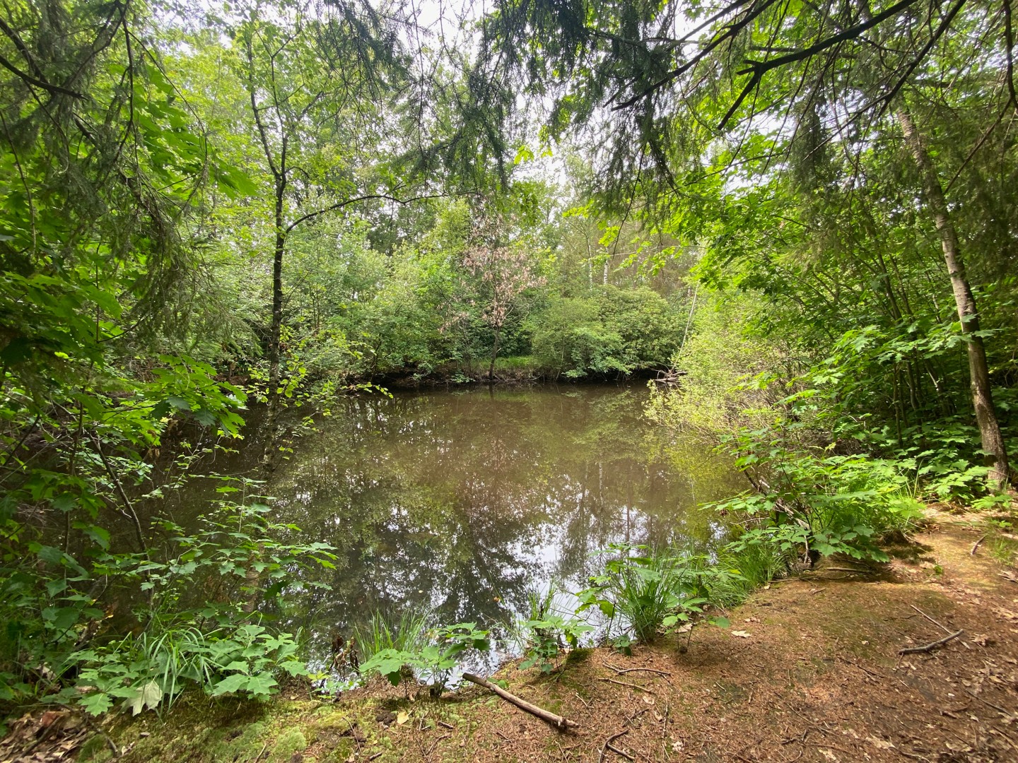 Recreatiegrond te koop met natuurlijke vijver in Westmeerbeek - foto 1