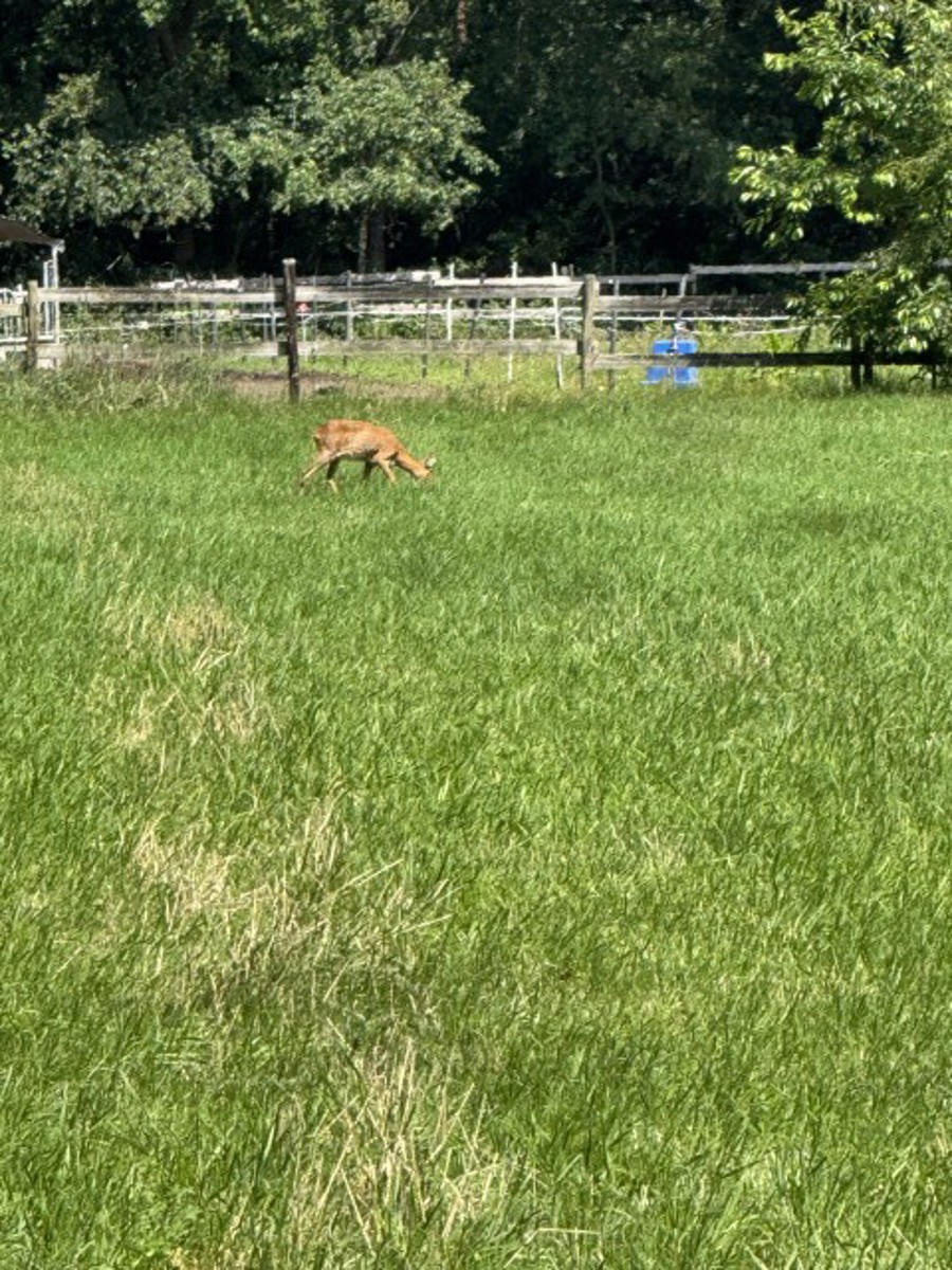 Terrain à vendre à Kalmthout - photo 5