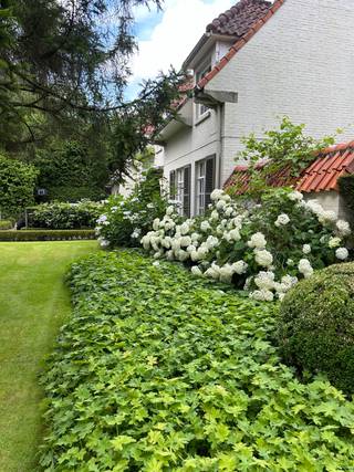 Tijdloze Normandische villa, toplocatie (omgeving wandelpad kasteel), bushalte op enkele passen. <br /><br />5 slpkrs, 2 badkrs,<br /><br />Inpandige dubbele garage, prima onderhouden met volledig omheinde volwassen tuin van 2000m.<br /><br />Een straatbreedte van 51m zonder inkijk dus biedt oneindig veel mogelijkheden voor uitbreiding.<br /><br />Elektrische hardhouten inkom poorten. info 0468/20.03.64<br /><br />0468/20.03.64