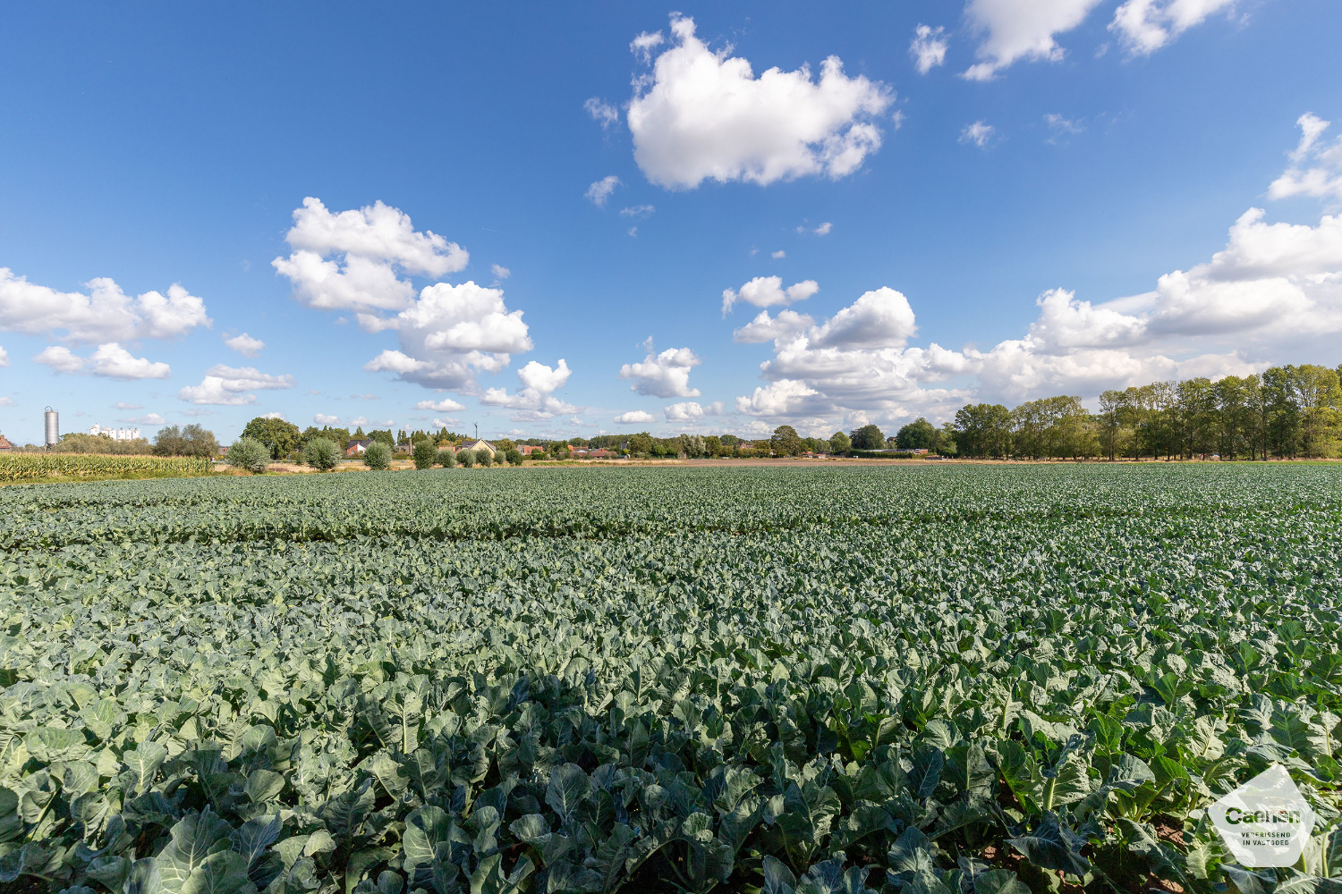 VRIJSTAANDE LANDELIJKE GELEGEN TE RENOVEREN WONING met 3 slaapkamers en MOOI PERCEEL VAN 980 m² - foto 2