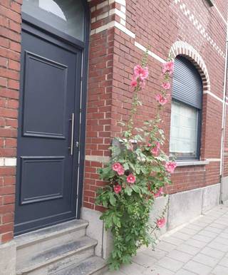 Maison à vendre à Alost