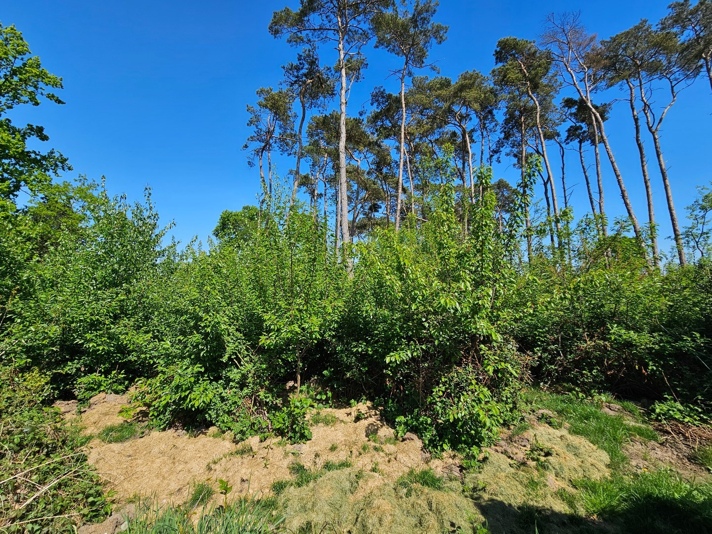 Grond te koop in Haacht - foto 5