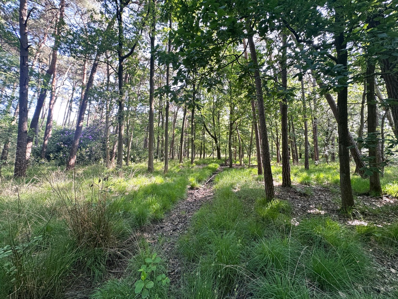 Unieke bouwgrond (5.150m²) omringd door groen &amp; privacy in de Zeurt te Schoten! - foto 3