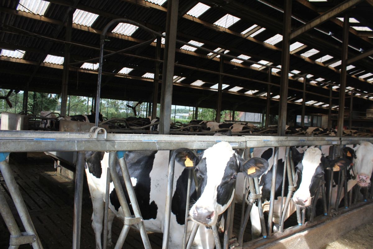 Melkveebedrijf met 38,70 ha grond te koop te Bocholt - photo 2