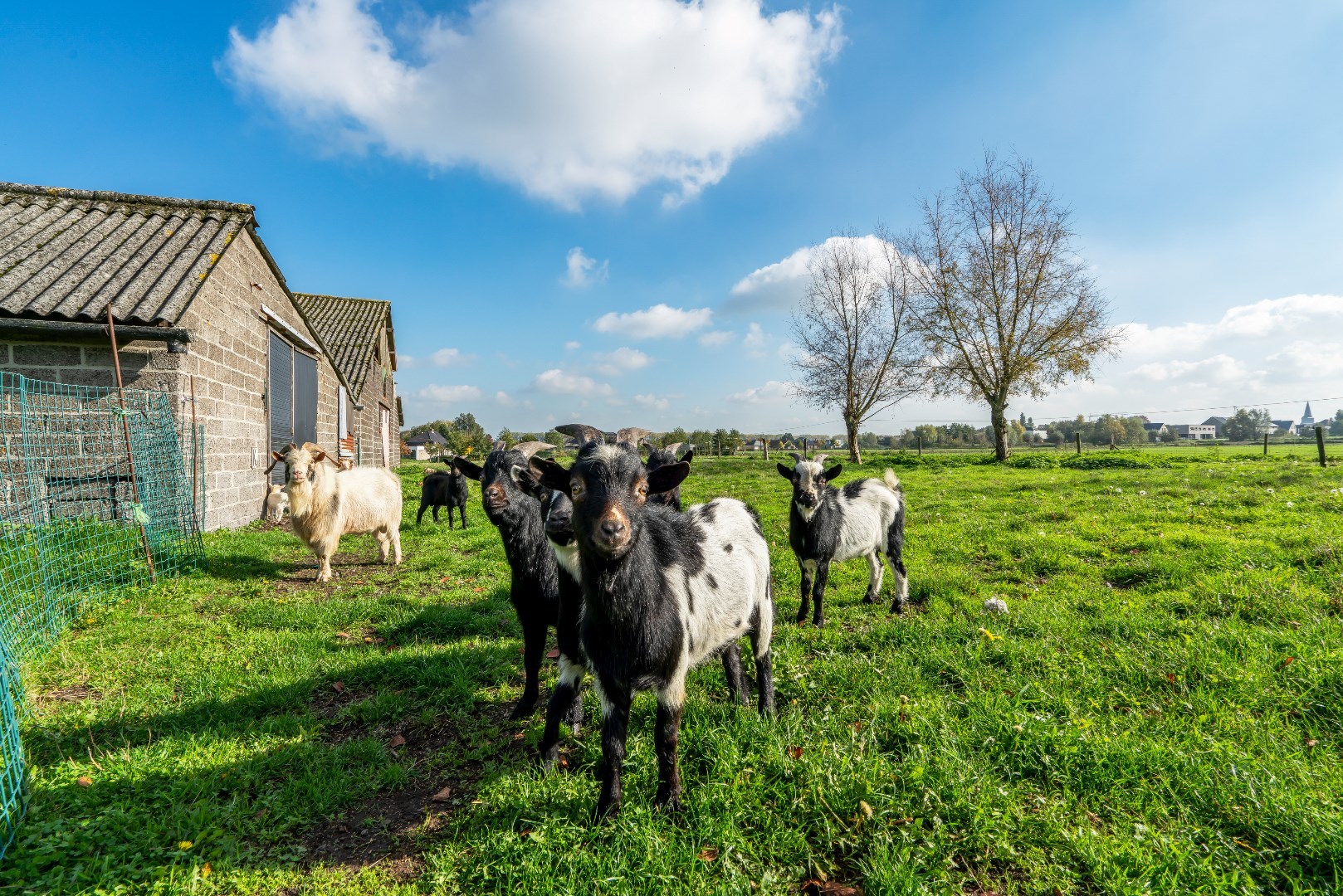 Land for sale in Lievegem - photo 4