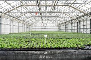 Modern tuinbouwsite op 1,98 ha met bedrijfswoning te koopDeze professionele tuinbouwsite wordt discreet verkocht. De site is volledig ingericht voor...