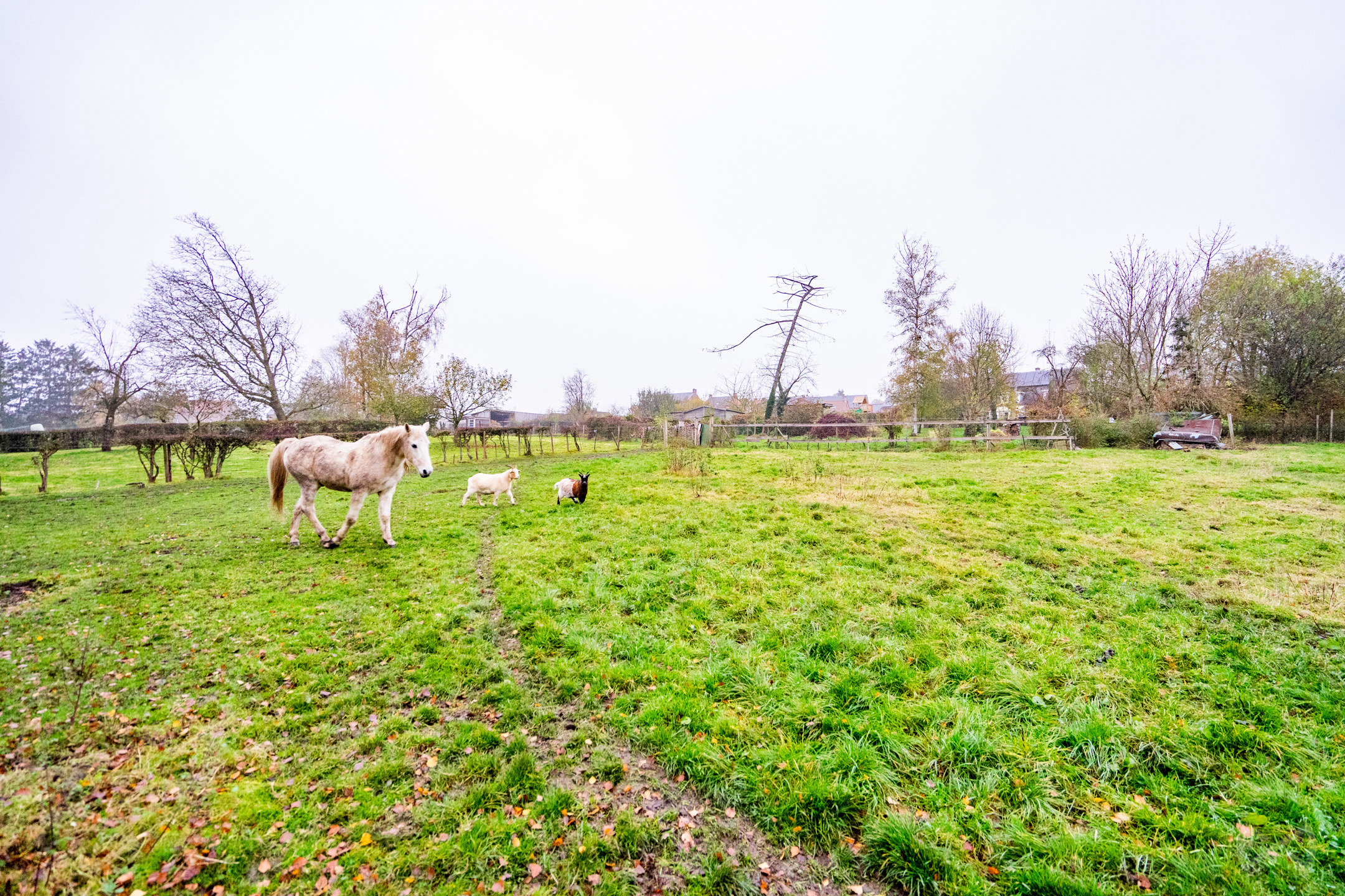 Land for sale in Burdinne - photo 4