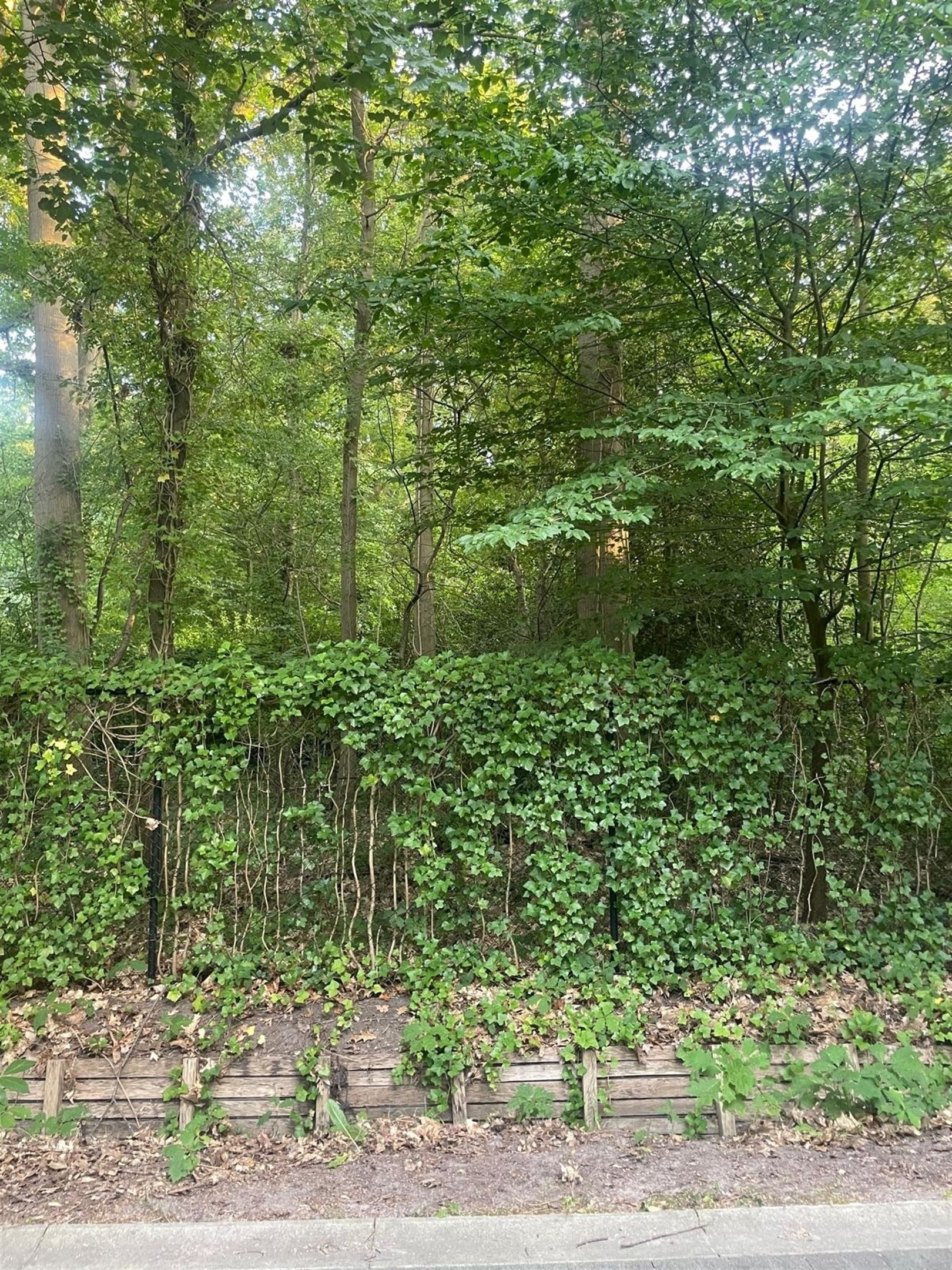 Open bouwgrond van ca. 3.755 m² - foto 5