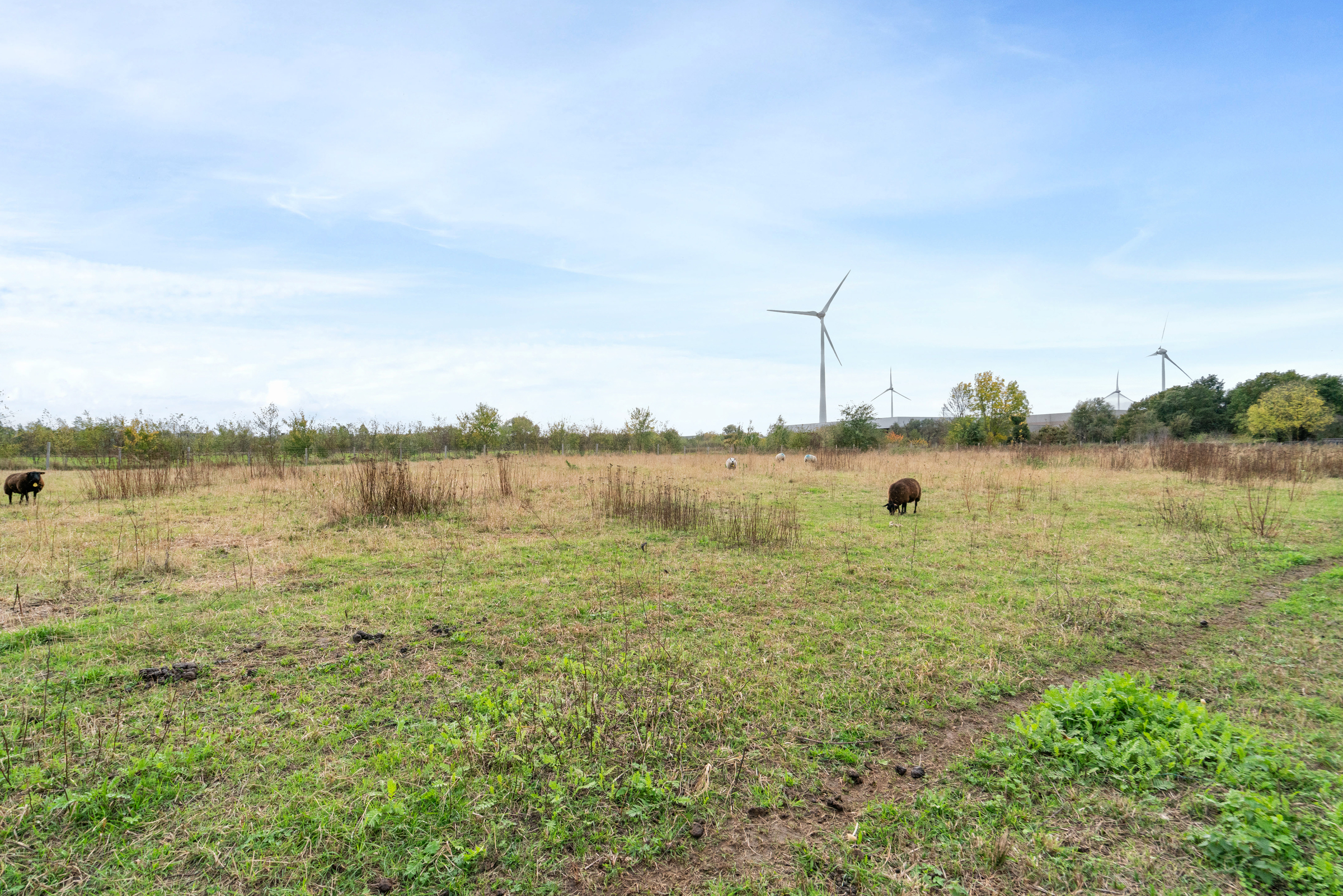 Bouwgrond te koop in Dendermonde - foto 5