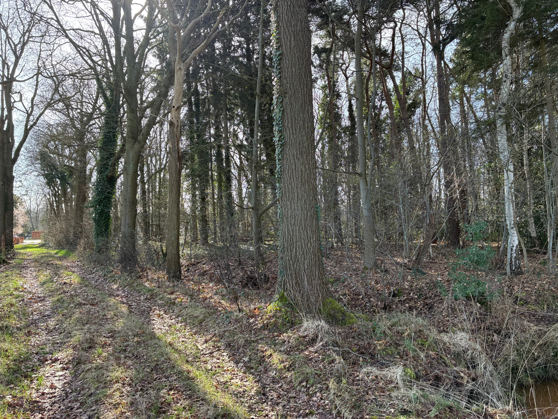 Groot stuk bos gelegen in woonparkgebied - foto 5